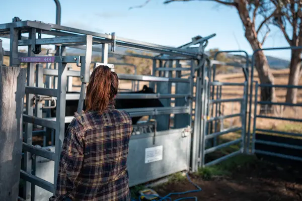 Avustralya Stockyard 'ında sığır ezen kadın çiftçi. Modern Hayvancılık, Güvenlik Uygulamaları, ve adanmış Hayvan Refahı, Avustralya 'da bir çiftlikte hayvan gütmek.
