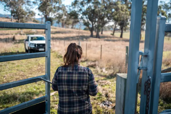 Avustralya 'da yenilenebilir sürdürülebilir bir çiftlikte sığırlarla birlikte çalışan kadın çiftçi Modern Kadın Çiftçi, Avustralya' da Sığırlarla Sürdürülebilir ve Yenilenebilir Uygulamalar Uygulıyor