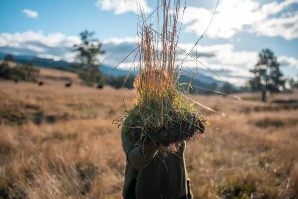 toprak bilimci çiftçi baharda bir tarlada toprak örneklerine ve çimenlere bakıyor. bitkilerin ve toprak sağlığının büyümesine bakmak