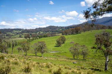 Çiklet ağacı ormanları yemyeşil çayırlarda yetişiyor. Yenilenebilir Sürdürülebilir Avustralya Tarım, Okaliptüs Ağaçlı Avustralya Manzarası Altın Çayırlık tarım arazisi