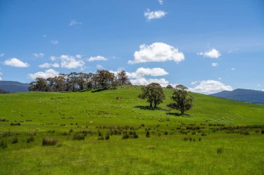 Çiklet ağacı ormanları yemyeşil çayırlarda yetişiyor. Yenilenebilir Sürdürülebilir Avustralya Tarım, Okaliptüs Ağaçlı Avustralya Manzarası Altın Çayırlık tarım arazisi