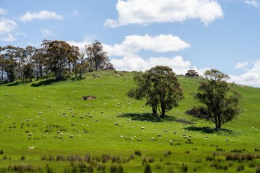 Çiklet ağacı ormanları yemyeşil çayırlarda yetişiyor. Yenilenebilir Sürdürülebilir Avustralya Tarım, Okaliptüs Ağaçlı Avustralya Manzarası Altın Çayırlık tarım arazisi