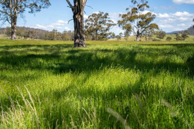 Çiklet ağacı ormanları yemyeşil çayırlarda yetişiyor. Yenilenebilir Sürdürülebilir Avustralya Tarım, Okaliptüs Ağaçlı Avustralya Manzarası Altın Çayırlık tarım arazisi