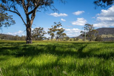 Çiklet ağacı ormanları yemyeşil çayırlarda yetişiyor. Yenilenebilir Sürdürülebilir Avustralya Tarım, Okaliptüs Ağaçlı Avustralya Manzarası Altın Çayırlık tarım arazisi