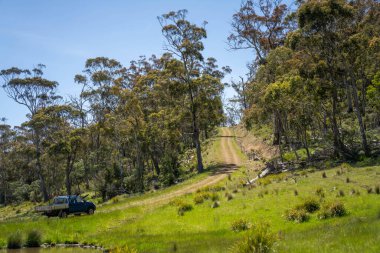 Çiklet ağacı ormanları yemyeşil çayırlarda yetişiyor. Yenilenebilir Sürdürülebilir Avustralya Tarım, Okaliptüs Ağaçlı Avustralya Manzarası Altın Çayırlık tarım arazisi