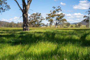 Çiklet ağacı ormanları yemyeşil çayırlarda yetişiyor. Yenilenebilir Sürdürülebilir Avustralya Tarım, Okaliptüs Ağaçlı Avustralya Manzarası Altın Çayırlık tarım arazisi
