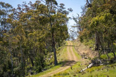 Çiklet ağacı ormanları yemyeşil çayırlarda yetişiyor. Yenilenebilir Sürdürülebilir Avustralya Tarım, Okaliptüs Ağaçlı Avustralya Manzarası Altın Çayırlık tarım arazisi