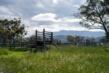 Çiklet ağacı ormanları yemyeşil çayırlarda yetişiyor. Yenilenebilir Sürdürülebilir Avustralya Tarım, Okaliptüs Ağaçlı Avustralya Manzarası Altın Çayırlık tarım arazisi