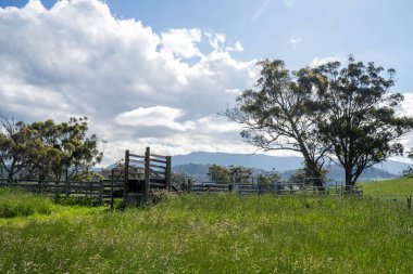Çiklet ağacı ormanları yemyeşil çayırlarda yetişiyor. Yenilenebilir Sürdürülebilir Avustralya Tarım, Okaliptüs Ağaçlı Avustralya Manzarası Altın Çayırlık tarım arazisi