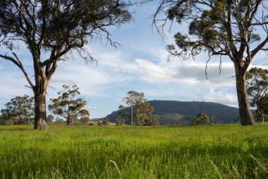 Çiklet ağacı ormanları yemyeşil çayırlarda yetişiyor. Yenilenebilir Sürdürülebilir Avustralya Tarım, Okaliptüs Ağaçlı Avustralya Manzarası Altın Çayırlık tarım arazisi