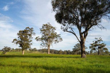 Çiklet ağacı ormanları yemyeşil çayırlarda yetişiyor. Yenilenebilir Sürdürülebilir Avustralya Tarım, Okaliptüs Ağaçlı Avustralya Manzarası Altın Çayırlık tarım arazisi