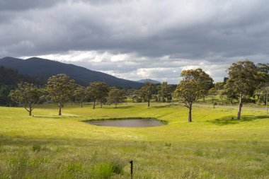 Çiklet ağacı ormanları yemyeşil çayırlarda yetişiyor. Yenilenebilir Sürdürülebilir Avustralya Tarım, Okaliptüs Ağaçlı Avustralya Manzarası Altın Çayırlık tarım arazisi