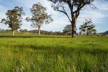 Çiklet ağacı ormanları yemyeşil çayırlarda yetişiyor. Yenilenebilir Sürdürülebilir Avustralya Tarım, Okaliptüs Ağaçlı Avustralya Manzarası Altın Çayırlık tarım arazisi