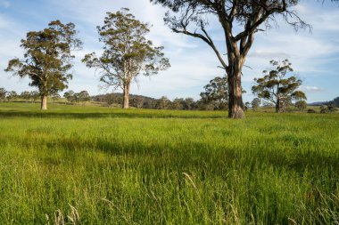 Çiklet ağacı ormanları yemyeşil çayırlarda yetişiyor. Yenilenebilir Sürdürülebilir Avustralya Tarım, Okaliptüs Ağaçlı Avustralya Manzarası Altın Çayırlık tarım arazisi