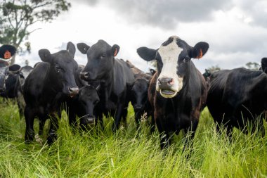 Wagyu angusu inekleri. Sağlıklı sığır sürüsü, yemyeşil otlakta otluyor. Avustralya 'da Yenilenebilir Sürdürülebilir Avustralya Tarım, Sorumlu Hayvancılık ve Doğal Çevre ilkbaharı
