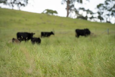 Wagyu angusu inekleri. Sağlıklı sığır sürüsü, yemyeşil otlakta otluyor. Avustralya 'da Yenilenebilir Sürdürülebilir Avustralya Tarım, Sorumlu Hayvancılık ve Doğal Çevre ilkbaharı