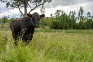 Yeşil yemyeşil çayırlarda otlayan inek sürüsü. Bir barajı, ağaçları ve otlağı olan geniş bir Avustralya Çiftliği manzarası. Kırsal Tarım ve Sürdürülebilir Arazi Yönetimi Avustralya