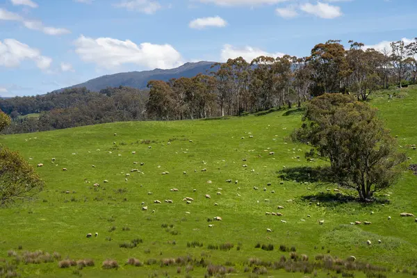 Çiklet ağacı ormanları yemyeşil çayırlarda yetişiyor. Yenilenebilir Sürdürülebilir Avustralya Tarım, Okaliptüs Ağaçlı Avustralya Manzarası Altın Çayırlık tarım arazisi