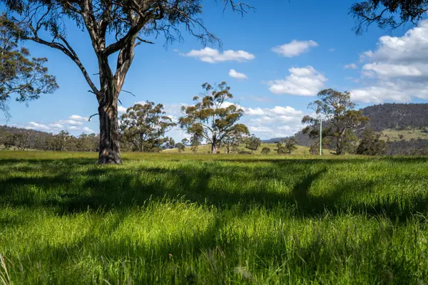 Çiklet ağacı ormanları yemyeşil çayırlarda yetişiyor. Yenilenebilir Sürdürülebilir Avustralya Tarım, Okaliptüs Ağaçlı Avustralya Manzarası Altın Çayırlık tarım arazisi