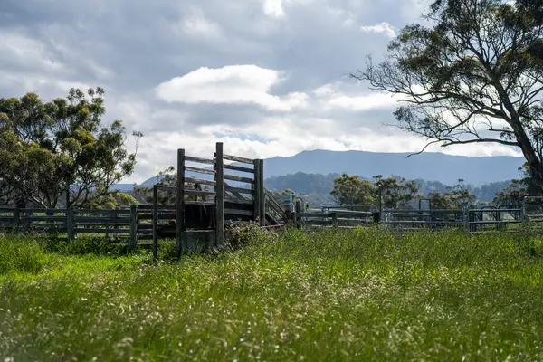 Çiklet ağacı ormanları yemyeşil çayırlarda yetişiyor. Yenilenebilir Sürdürülebilir Avustralya Tarım, Okaliptüs Ağaçlı Avustralya Manzarası Altın Çayırlık tarım arazisi