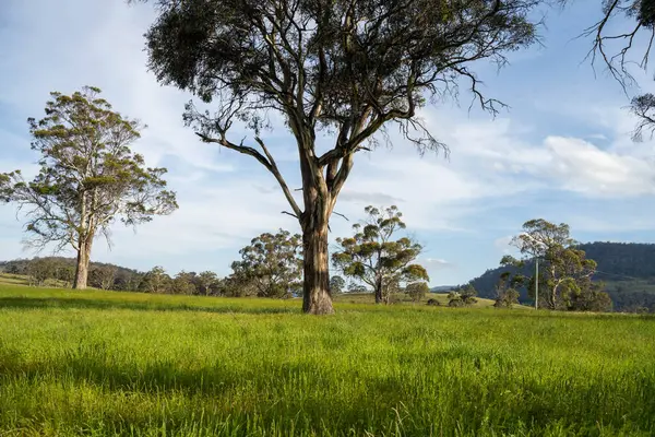 Çiklet ağacı ormanları yemyeşil çayırlarda yetişiyor. Yenilenebilir Sürdürülebilir Avustralya Tarım, Okaliptüs Ağaçlı Avustralya Manzarası Altın Çayırlık tarım arazisi