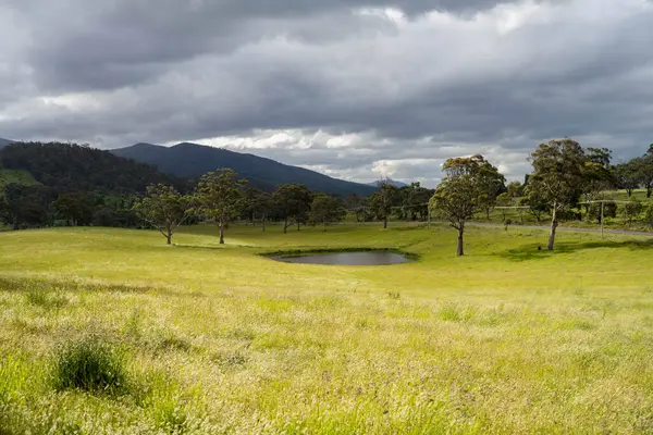 Çiklet ağacı ormanları yemyeşil çayırlarda yetişiyor. Yenilenebilir Sürdürülebilir Avustralya Tarım, Okaliptüs Ağaçlı Avustralya Manzarası Altın Çayırlık tarım arazisi