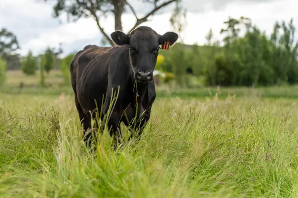Wagyu angusu inekleri. Sağlıklı sığır sürüsü, yemyeşil otlakta otluyor. Avustralya 'da Yenilenebilir Sürdürülebilir Avustralya Tarım, Sorumlu Hayvancılık ve Doğal Çevre ilkbaharı