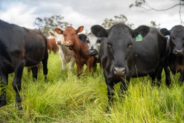 Wagyu angusu inekleri. Sağlıklı sığır sürüsü, yemyeşil otlakta otluyor. Avustralya 'da Yenilenebilir Sürdürülebilir Avustralya Tarım, Sorumlu Hayvancılık ve Doğal Çevre ilkbaharı