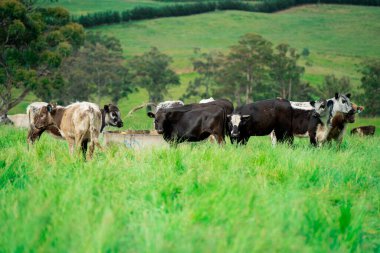 Yeşil yemyeşil çayırlarda otlayan inek sürüsü. Bir barajı, ağaçları ve otlağı olan geniş bir Avustralya Çiftliği manzarası. Kırsal Tarım ve Sürdürülebilir Arazi Yönetimi Avustralya