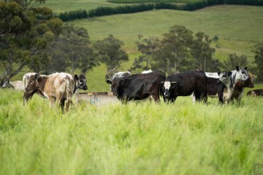 Wagyu angusu inekleri. Sağlıklı sığır sürüsü, yemyeşil otlakta otluyor. Avustralya 'da Yenilenebilir Sürdürülebilir Avustralya Tarım, Sorumlu Hayvancılık ve Doğal Çevre ilkbaharı