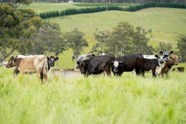 Wagyu angusu inekleri. Sağlıklı sığır sürüsü, yemyeşil otlakta otluyor. Avustralya 'da Yenilenebilir Sürdürülebilir Avustralya Tarım, Sorumlu Hayvancılık ve Doğal Çevre ilkbaharı
