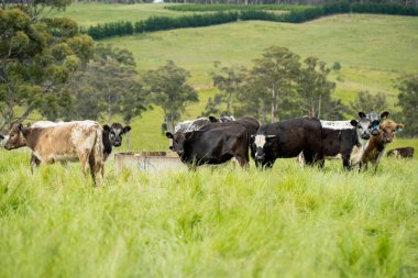 Wagyu angusu inekleri. Sağlıklı sığır sürüsü, yemyeşil otlakta otluyor. Avustralya 'da Yenilenebilir Sürdürülebilir Avustralya Tarım, Sorumlu Hayvancılık ve Doğal Çevre ilkbaharı