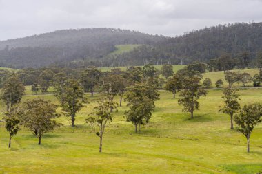 Çiklet ağacı ormanları yemyeşil çayırlarda yetişiyor. Yenilenebilir Sürdürülebilir Avustralya Tarım, Okaliptüs Ağaçlı Avustralya Manzarası Altın Çayırlık tarım arazisi