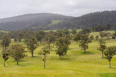 Çiklet ağacı ormanları yemyeşil çayırlarda yetişiyor. Yenilenebilir Sürdürülebilir Avustralya Tarım, Okaliptüs Ağaçlı Avustralya Manzarası Altın Çayırlık tarım arazisi