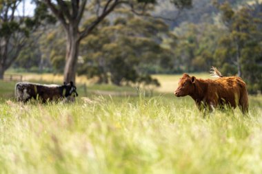 Wagyu angusu inekleri. Sağlıklı sığır sürüsü, yemyeşil otlakta otluyor. Avustralya 'da Yenilenebilir Sürdürülebilir Avustralya Tarım, Sorumlu Hayvancılık ve Doğal Çevre ilkbaharı