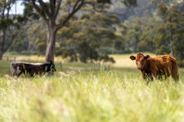 Wagyu angusu inekleri. Sağlıklı sığır sürüsü, yemyeşil otlakta otluyor. Avustralya 'da Yenilenebilir Sürdürülebilir Avustralya Tarım, Sorumlu Hayvancılık ve Doğal Çevre ilkbaharı