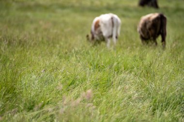Wagyu angusu inekleri. Sağlıklı sığır sürüsü, yemyeşil otlakta otluyor. Avustralya 'da Yenilenebilir Sürdürülebilir Avustralya Tarım, Sorumlu Hayvancılık ve Doğal Çevre ilkbaharı