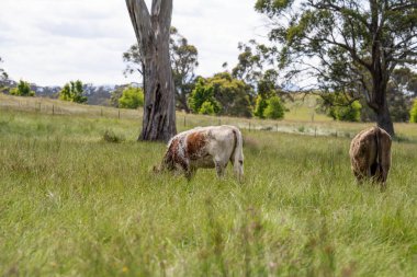 Yeşil yemyeşil çayırlarda otlayan inek sürüsü. Bir barajı, ağaçları ve otlağı olan geniş bir Avustralya Çiftliği manzarası. Kırsal Tarım ve Sürdürülebilir Arazi Yönetimi Avustralya