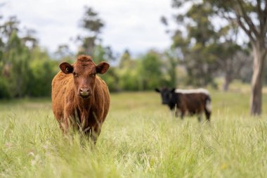 Wagyu angusu inekleri. Sağlıklı sığır sürüsü, yemyeşil otlakta otluyor. Avustralya 'da Yenilenebilir Sürdürülebilir Avustralya Tarım, Sorumlu Hayvancılık ve Doğal Çevre ilkbaharı