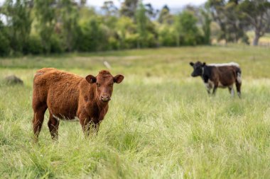 Wagyu angusu inekleri. Sağlıklı sığır sürüsü, yemyeşil otlakta otluyor. Avustralya 'da Yenilenebilir Sürdürülebilir Avustralya Tarım, Sorumlu Hayvancılık ve Doğal Çevre ilkbaharı