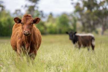 Wagyu angusu inekleri. Sağlıklı sığır sürüsü, yemyeşil otlakta otluyor. Avustralya 'da Yenilenebilir Sürdürülebilir Avustralya Tarım, Sorumlu Hayvancılık ve Doğal Çevre ilkbaharı