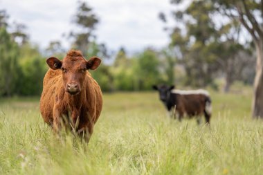 Wagyu angusu inekleri. Sağlıklı sığır sürüsü, yemyeşil otlakta otluyor. Avustralya 'da Yenilenebilir Sürdürülebilir Avustralya Tarım, Sorumlu Hayvancılık ve Doğal Çevre ilkbaharı
