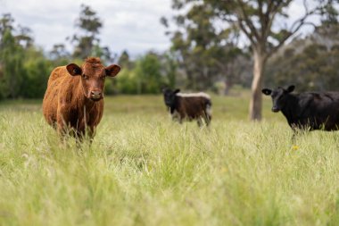 Wagyu angusu inekleri. Sağlıklı sığır sürüsü, yemyeşil otlakta otluyor. Avustralya 'da Yenilenebilir Sürdürülebilir Avustralya Tarım, Sorumlu Hayvancılık ve Doğal Çevre ilkbaharı