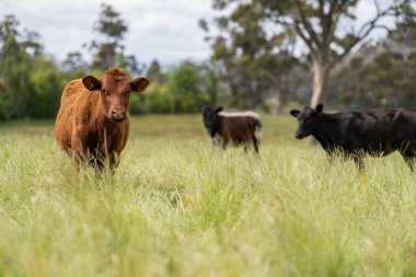 Wagyu angusu inekleri. Sağlıklı sığır sürüsü, yemyeşil otlakta otluyor. Avustralya 'da Yenilenebilir Sürdürülebilir Avustralya Tarım, Sorumlu Hayvancılık ve Doğal Çevre ilkbaharı
