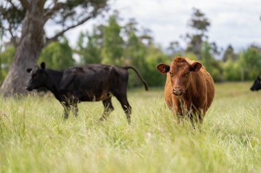Wagyu angusu inekleri. Sağlıklı sığır sürüsü, yemyeşil otlakta otluyor. Avustralya 'da Yenilenebilir Sürdürülebilir Avustralya Tarım, Sorumlu Hayvancılık ve Doğal Çevre ilkbaharı