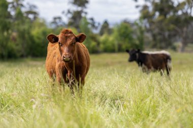 Wagyu angusu inekleri. Sağlıklı sığır sürüsü, yemyeşil otlakta otluyor. Avustralya 'da Yenilenebilir Sürdürülebilir Avustralya Tarım, Sorumlu Hayvancılık ve Doğal Çevre ilkbaharı