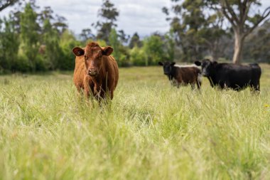 Wagyu angusu inekleri. Sağlıklı sığır sürüsü, yemyeşil otlakta otluyor. Avustralya 'da Yenilenebilir Sürdürülebilir Avustralya Tarım, Sorumlu Hayvancılık ve Doğal Çevre ilkbaharı