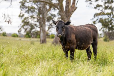 Yeşil yemyeşil çayırlarda otlayan inek sürüsü. Bir barajı, ağaçları ve otlağı olan geniş bir Avustralya Çiftliği manzarası. Kırsal Tarım ve Sürdürülebilir Arazi Yönetimi Avustralya