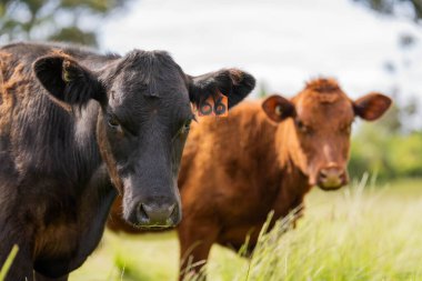 Wagyu angusu inekleri. Sağlıklı sığır sürüsü, yemyeşil otlakta otluyor. Avustralya 'da Yenilenebilir Sürdürülebilir Avustralya Tarım, Sorumlu Hayvancılık ve Doğal Çevre ilkbaharı