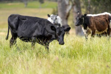 Wagyu angusu inekleri. Sağlıklı sığır sürüsü, yemyeşil otlakta otluyor. Avustralya 'da Yenilenebilir Sürdürülebilir Avustralya Tarım, Sorumlu Hayvancılık ve Doğal Çevre ilkbaharı